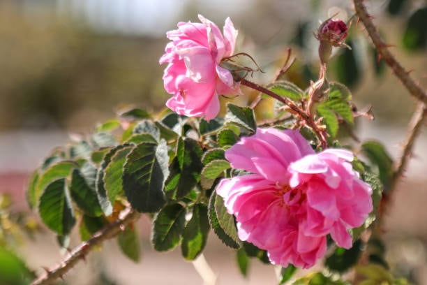 گل محمدی تازه برداشت شده از مزارع دامنه کوهستان‌های ایران